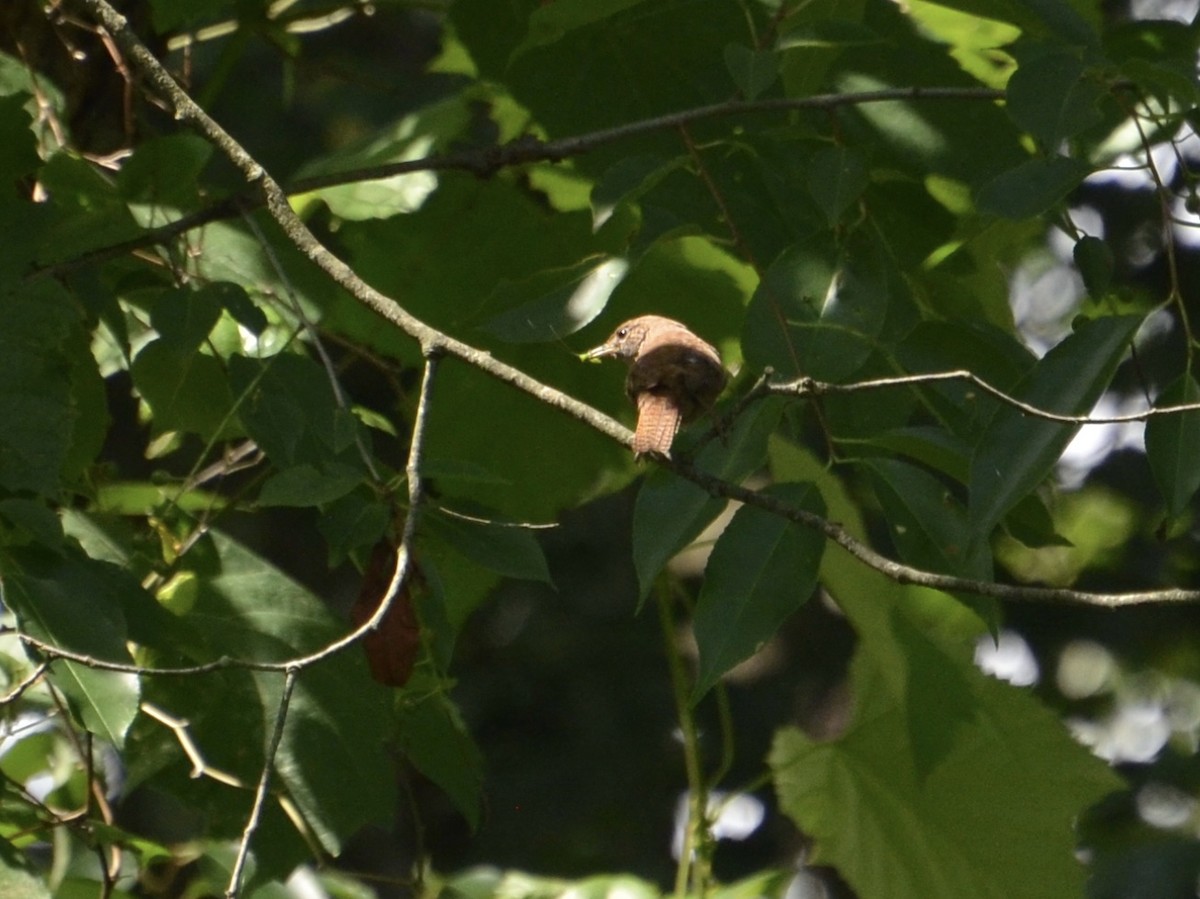 Northern House Wren - ML30833361