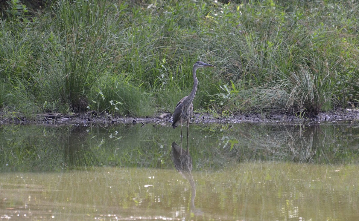 Great Blue Heron - ML30833391