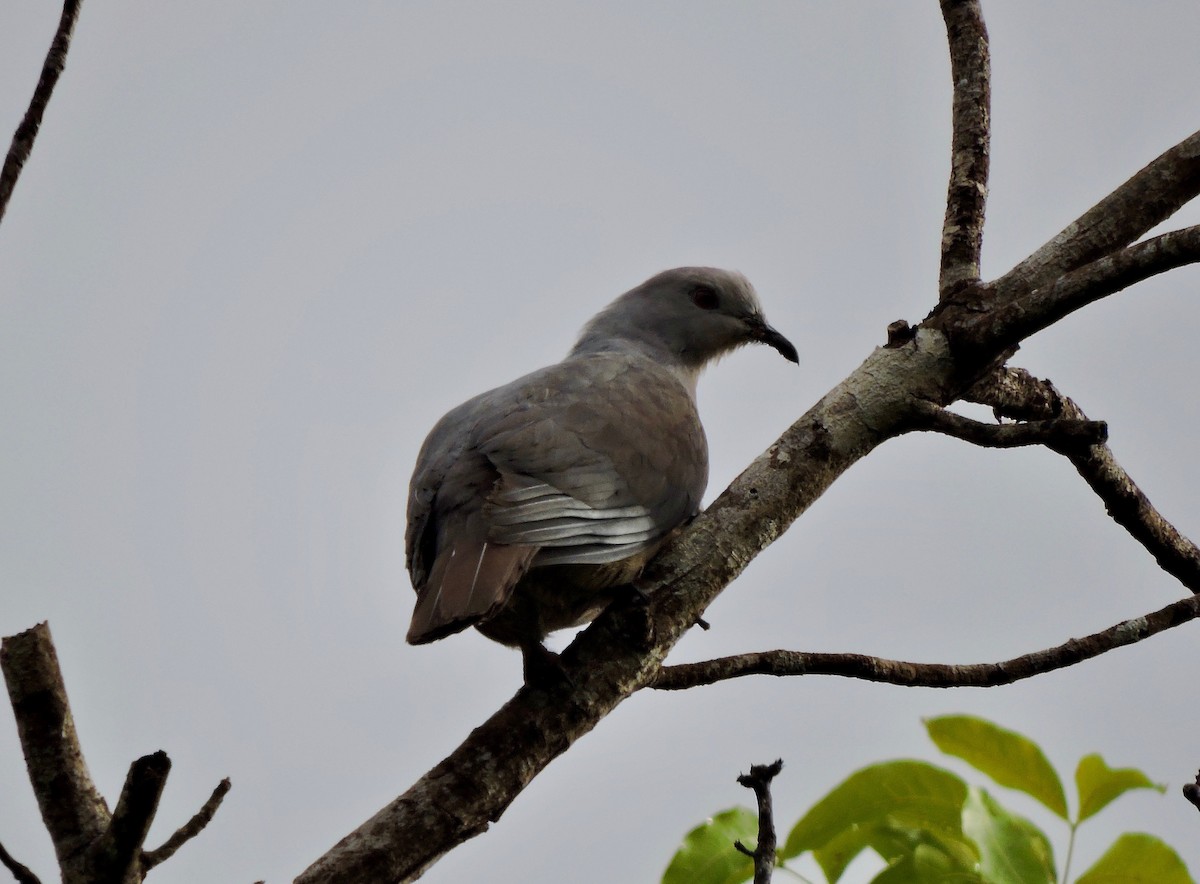 Peale's Imperial-Pigeon - Win Ahrens