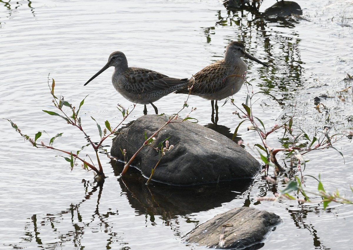 Long-billed Dowitcher - ML308339731