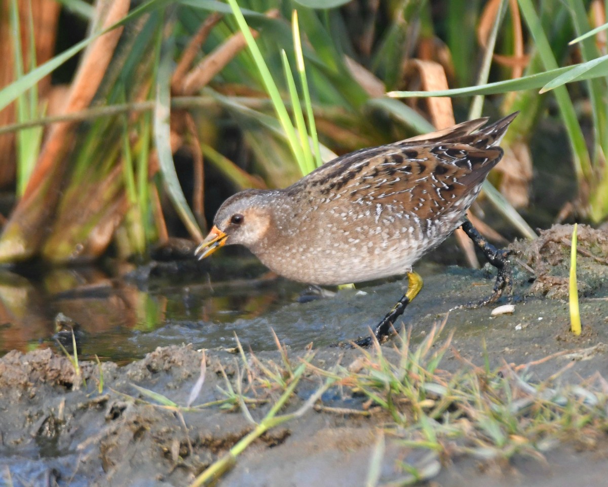 Spotted Crake - ML308340271