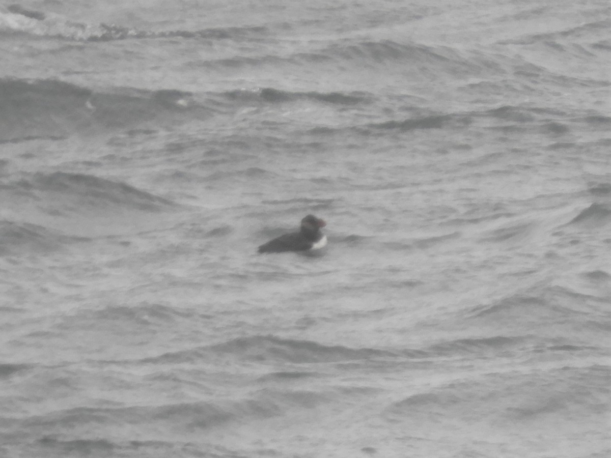 Horned Puffin - Cliff Cordy