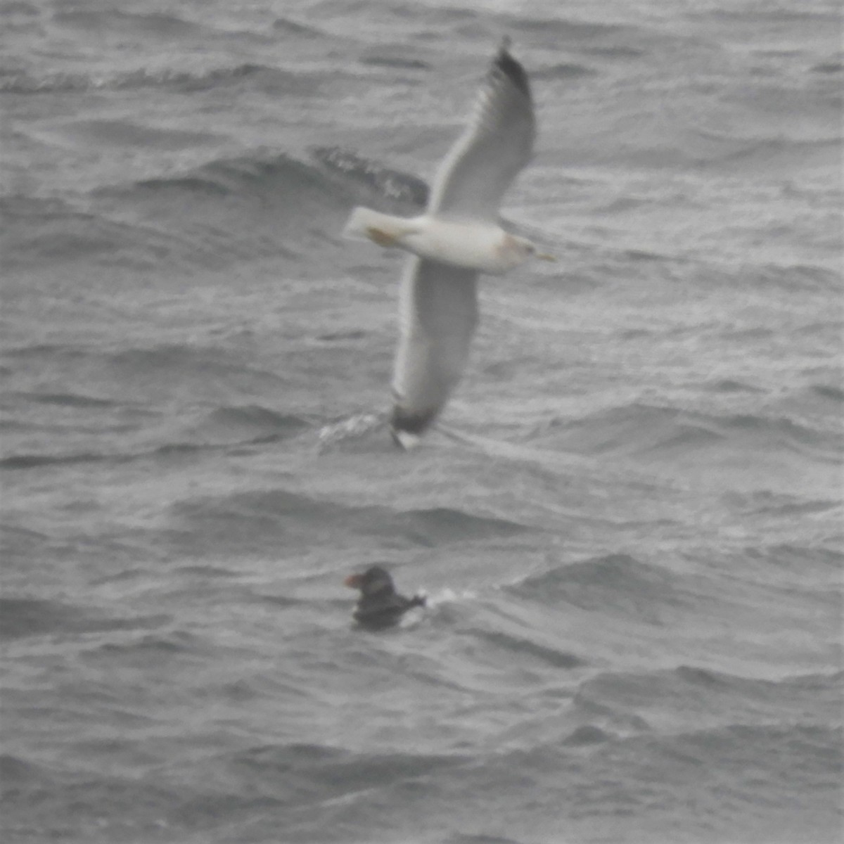 Horned Puffin - ML308340731