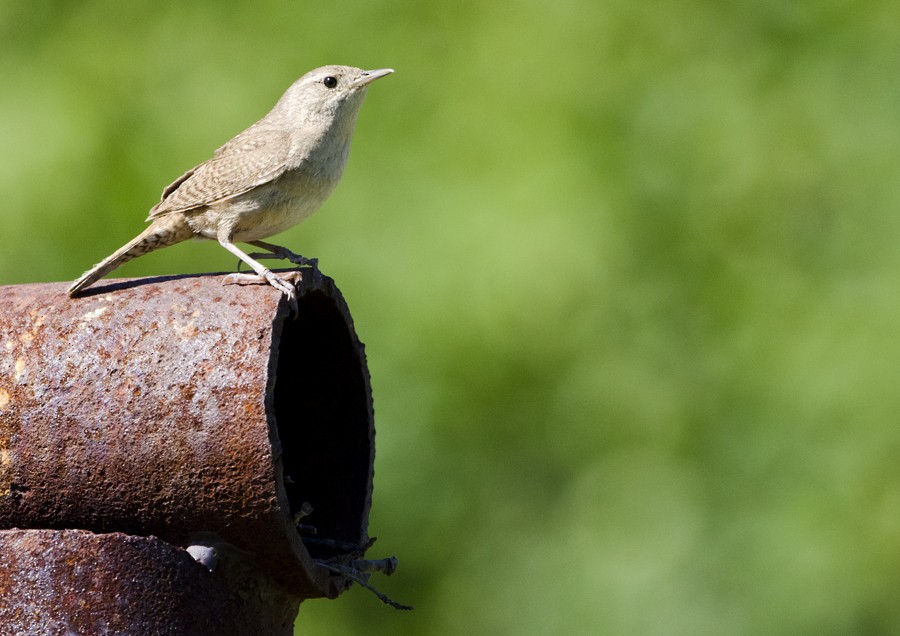 House Wren - ML30834271