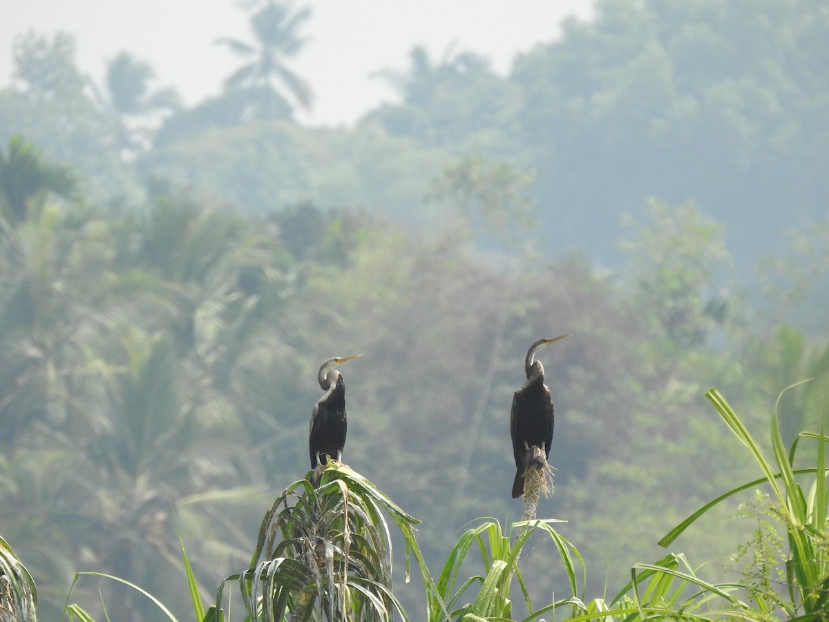 Orient-Schlangenhalsvogel - ML308343381