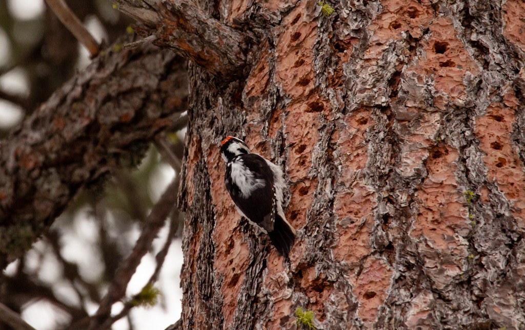 Hairy Woodpecker - ML308345871