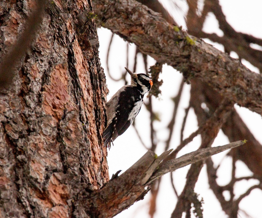 Hairy Woodpecker - ML308345881