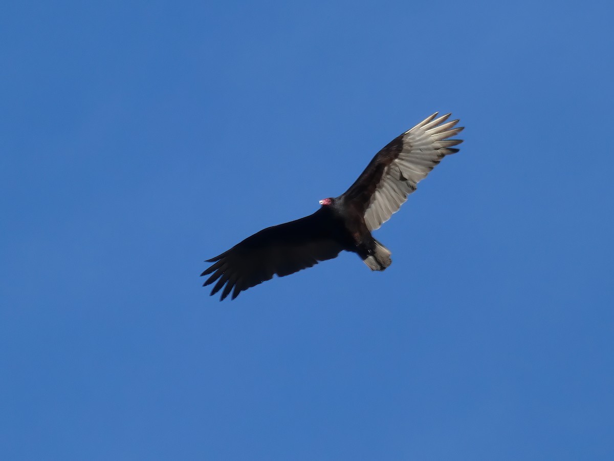 Turkey Vulture - ML308346451