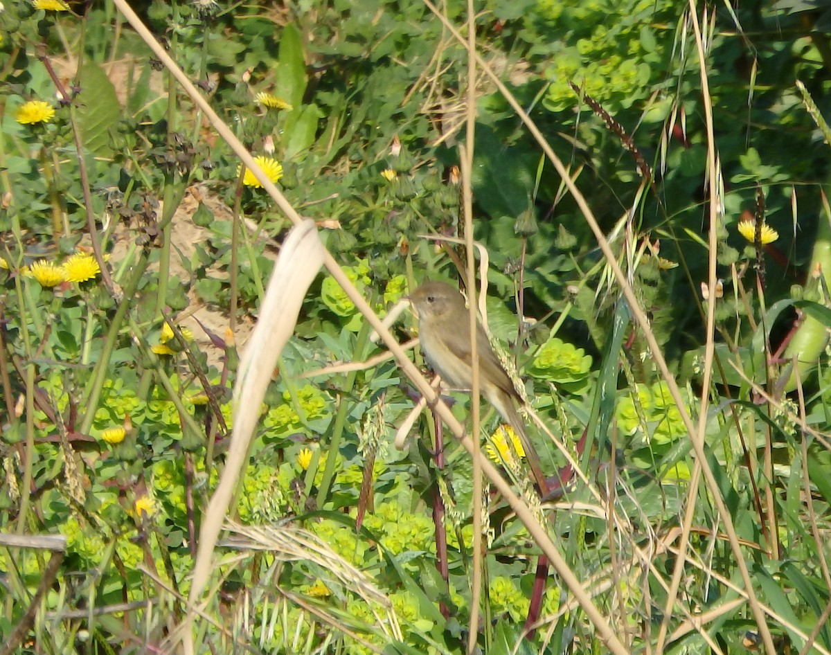 Mosquitero Común - ML308347601