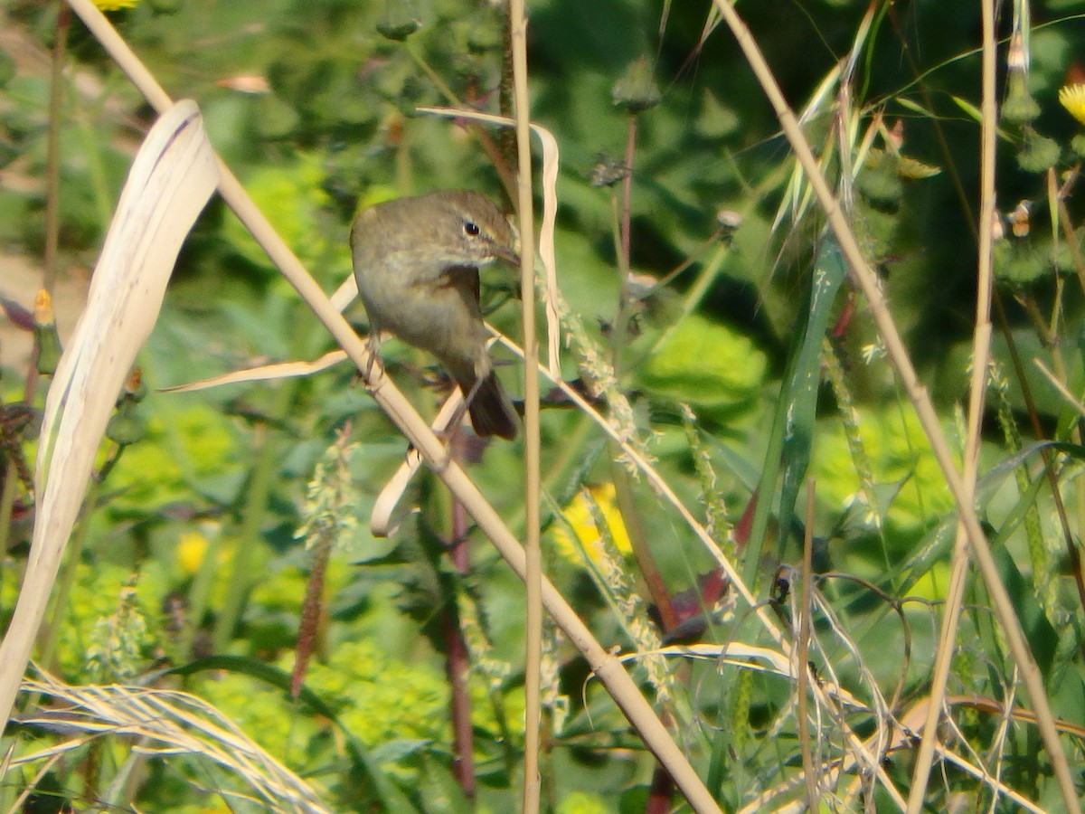 Common Chiffchaff - Heidi Guttschuss