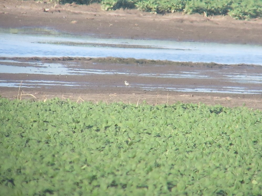 Semipalmated Plover - ML30834771