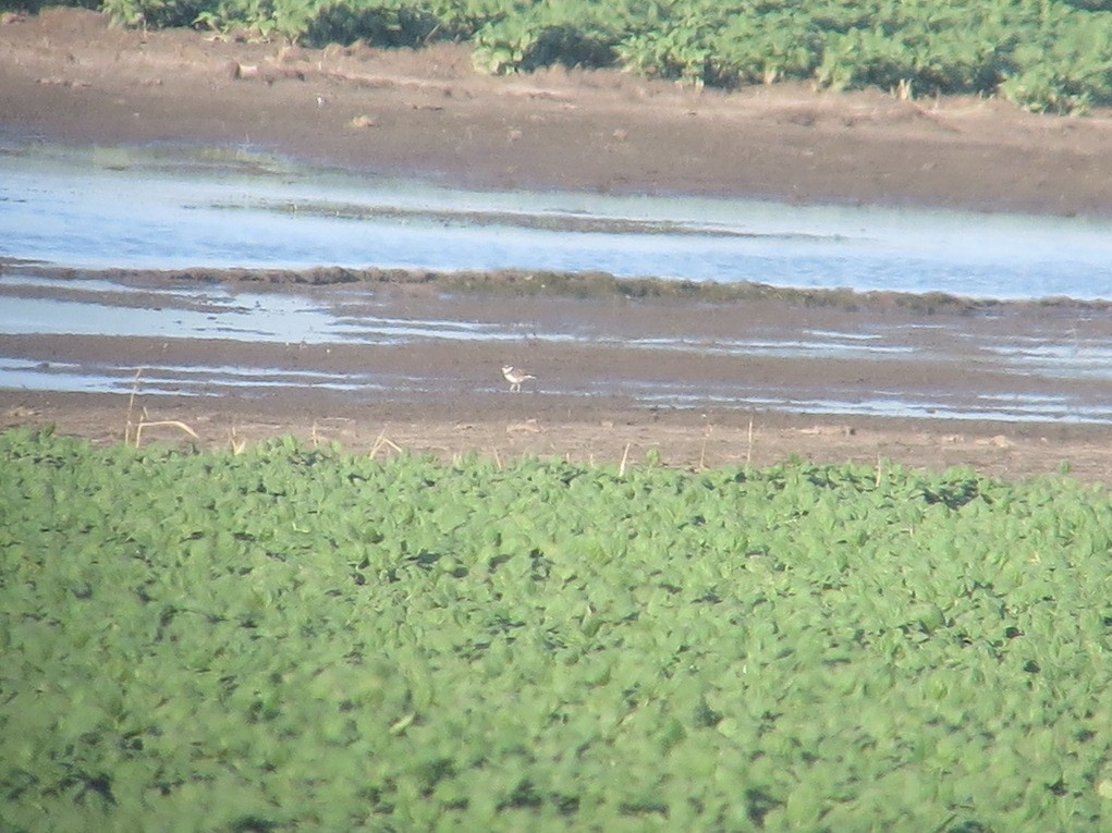 Semipalmated Plover - ML30834781