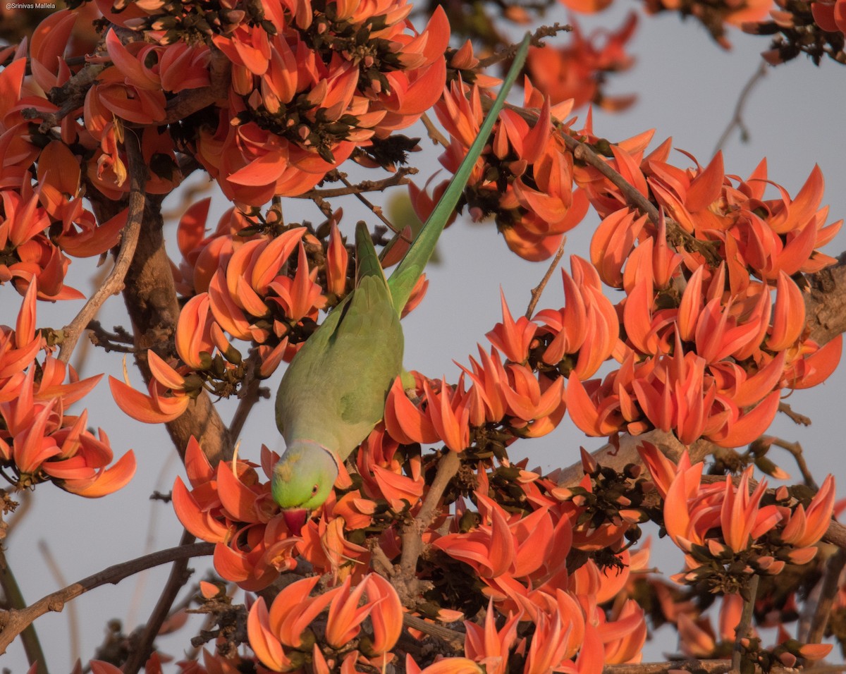 Rose-ringed Parakeet - Srinivas Mallela