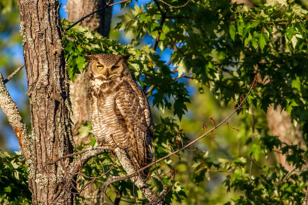 Great Horned Owl - ML30834971