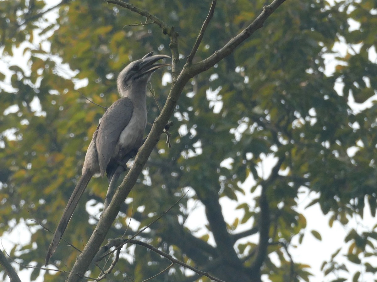 Indian Gray Hornbill - ML308350711