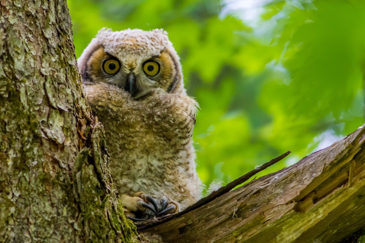 Great Horned Owl - ML30835101