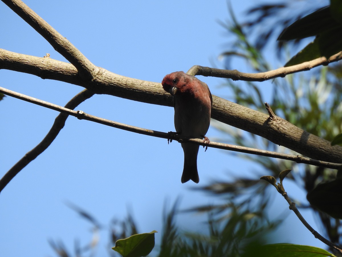 Common Rosefinch - ML308351121