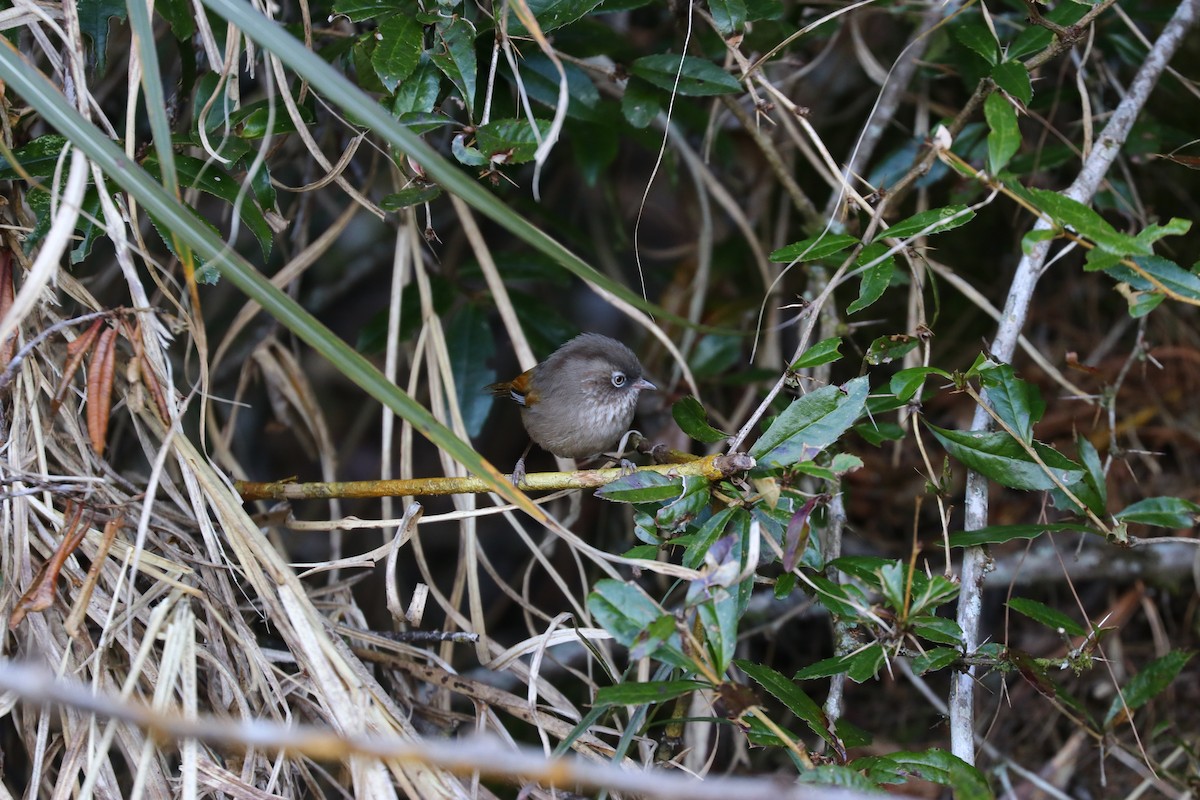 Taiwan Fulvetta - ML308351221