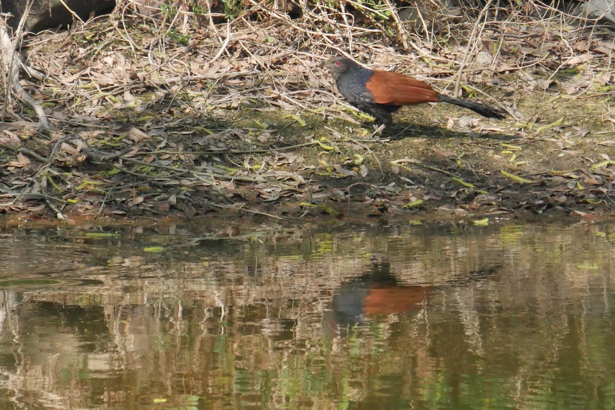 Grand Coucal (groupe sinensis) - ML308351531