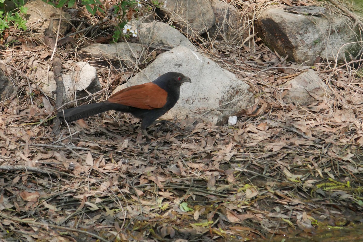 Grand Coucal (groupe sinensis) - ML308351561