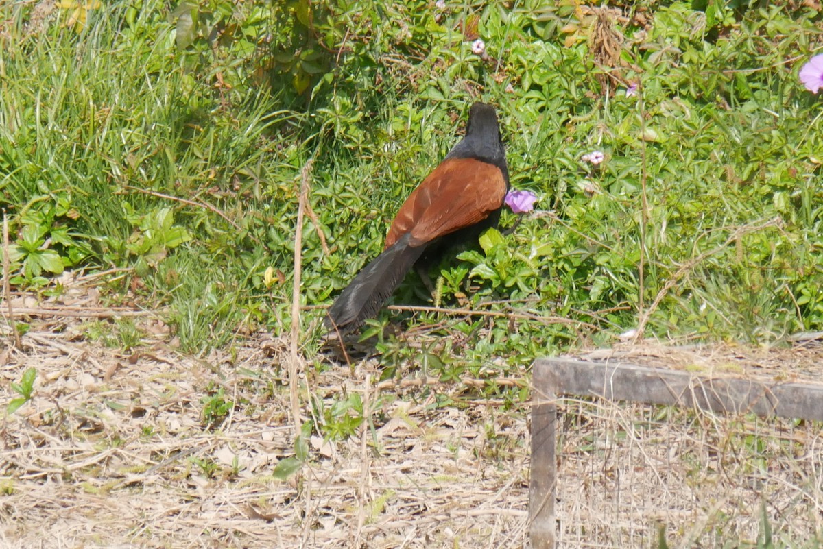 Grand Coucal (groupe sinensis) - ML308351571