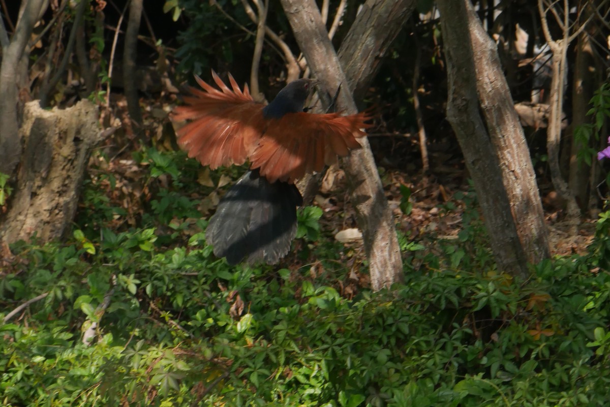 Grand Coucal (groupe sinensis) - ML308351591