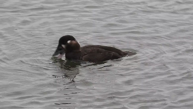 Surf Scoter - ML308351891