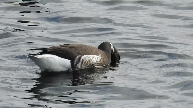 Brant - ML308351991