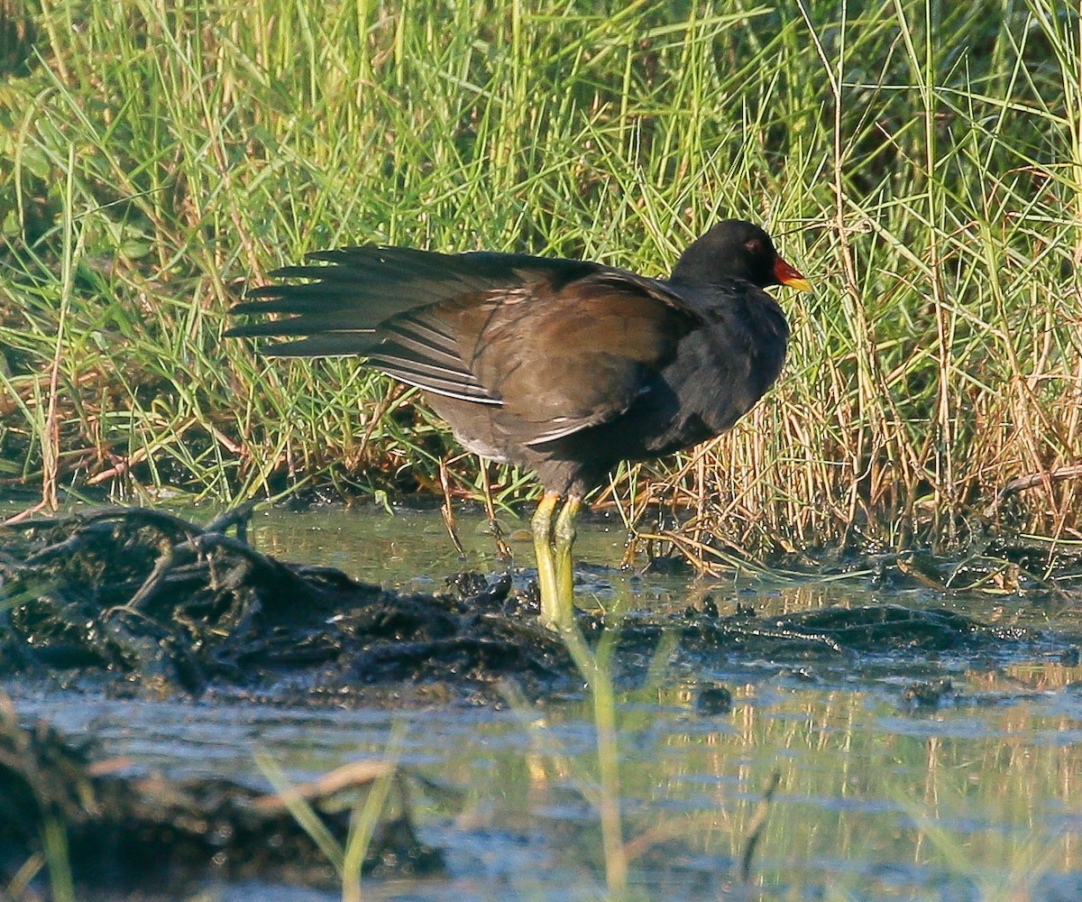 Gallinule poule-d'eau - ML308352191