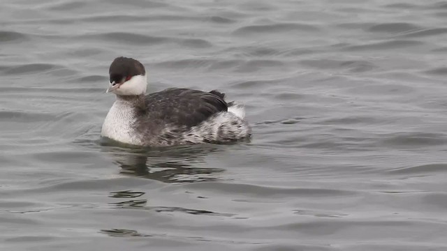 Horned Grebe - ML308352221