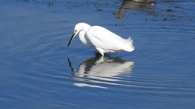 Snowy Egret - ML308352251