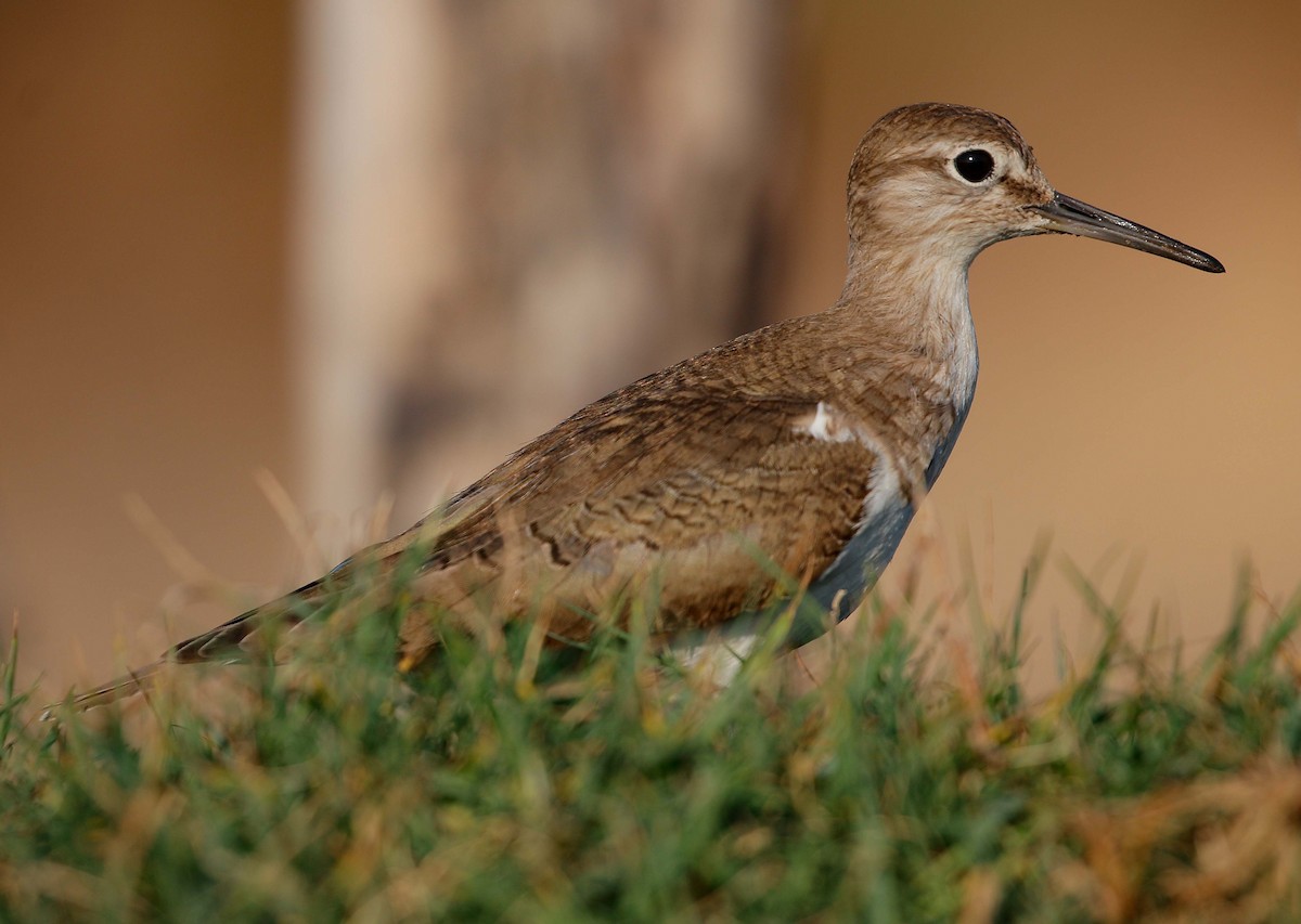 Common Sandpiper - ML308352341