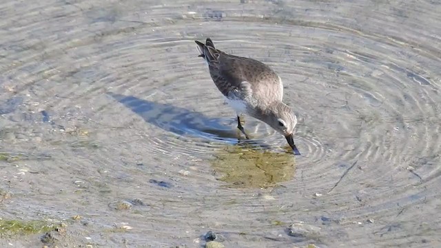 Dunlin - ML308352421