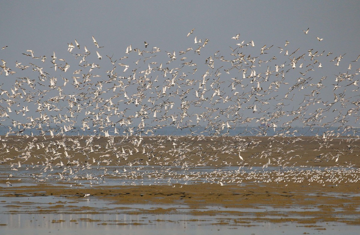 Whiskered Tern - Neoh Hor Kee