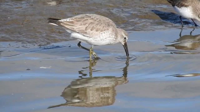 Red Knot - ML308352441