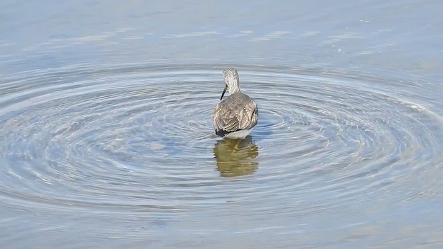 Greater Yellowlegs - ML308352531