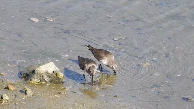 黑腹濱鷸 - ML308352601