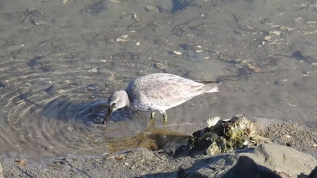 Red Knot - ML308352651