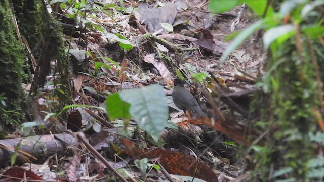 Speckled Nightingale-Thrush - ML308353801