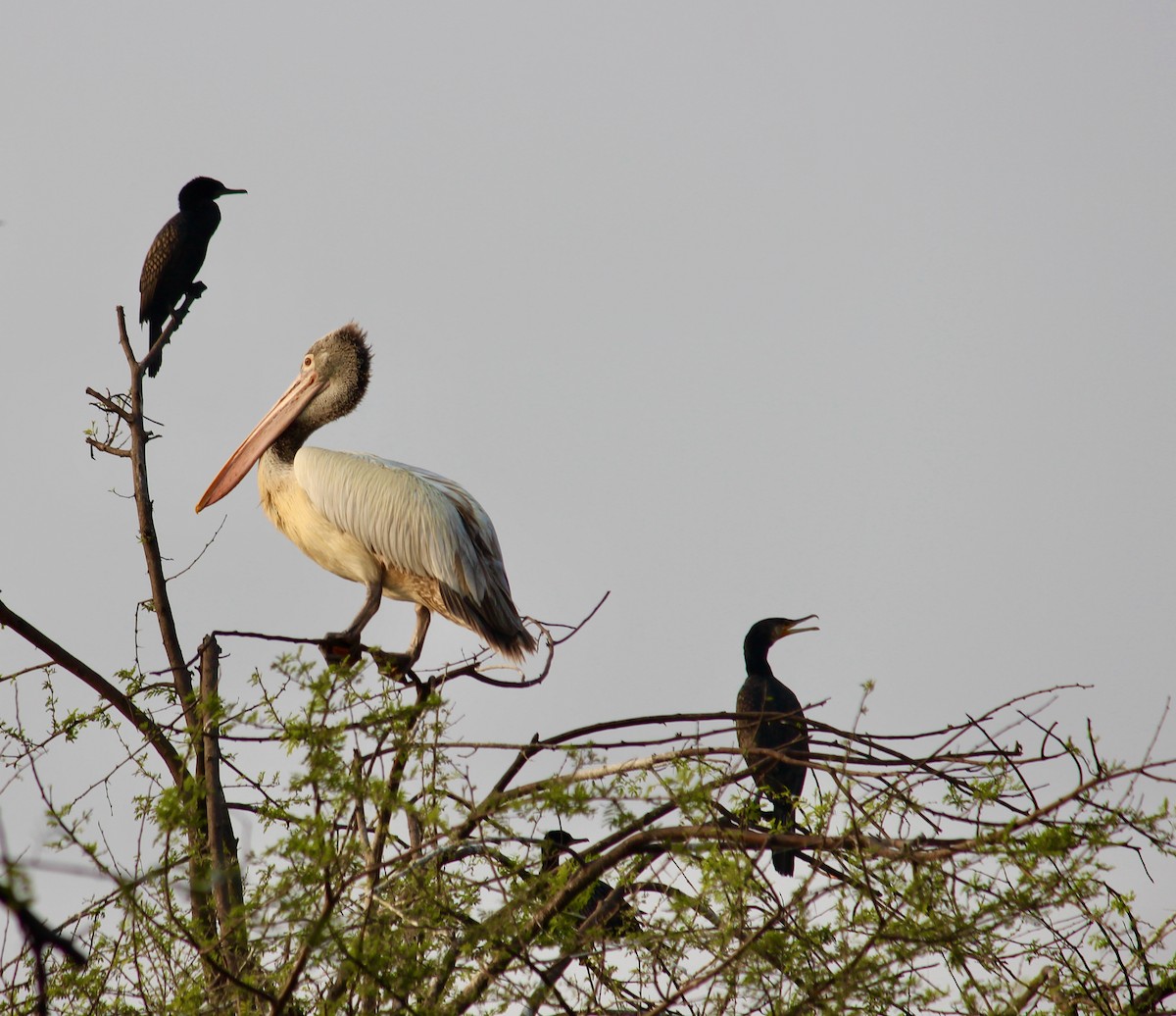 Spot-billed Pelican - ML308354551