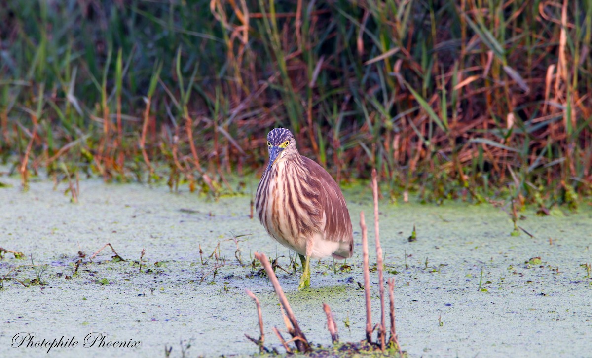 Indian Pond-Heron - Photophile Phoenix