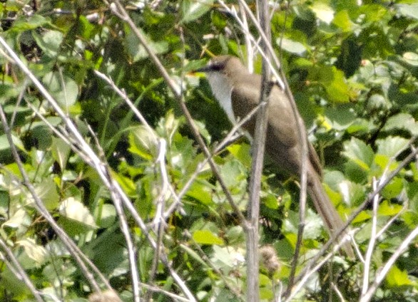 Black-billed Cuckoo - ML30835501