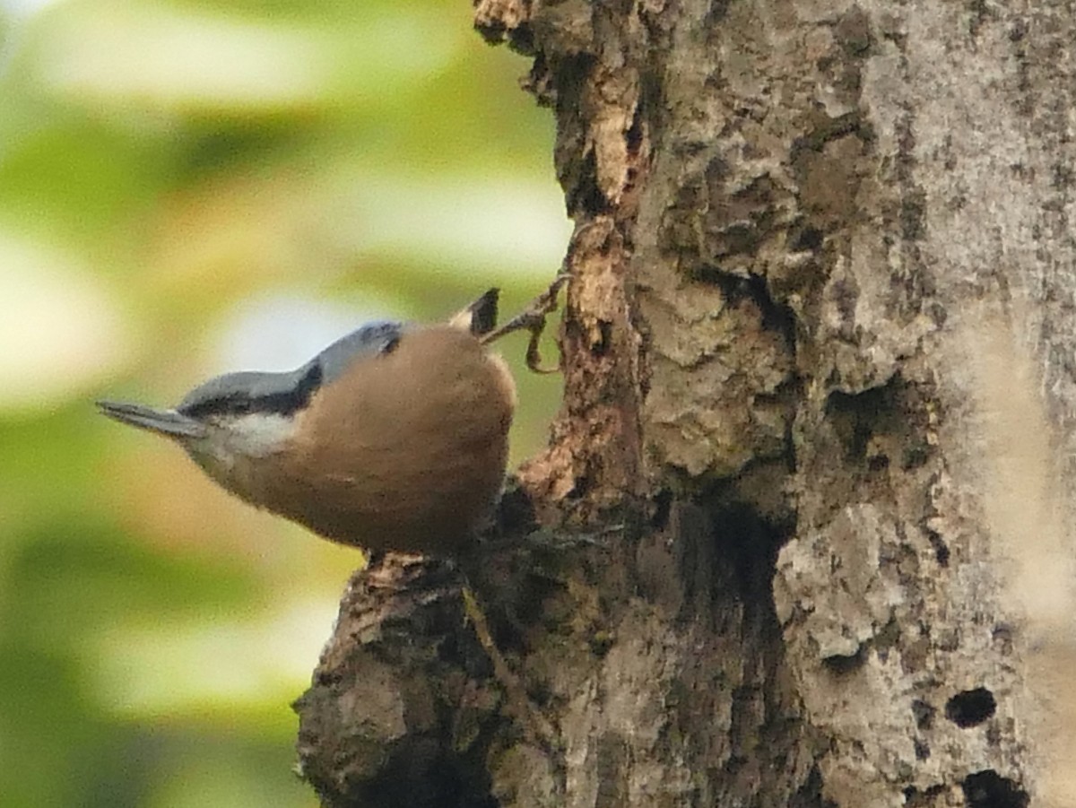 Chestnut-bellied Nuthatch - ML308358171