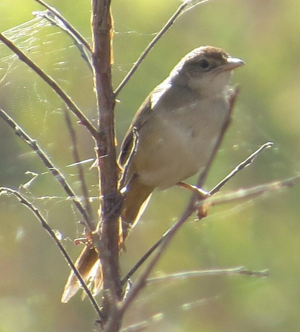 Tawny Grassbird - ML308359041