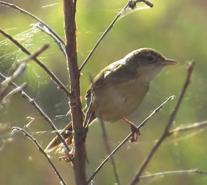 Tawny Grassbird - ML308359051