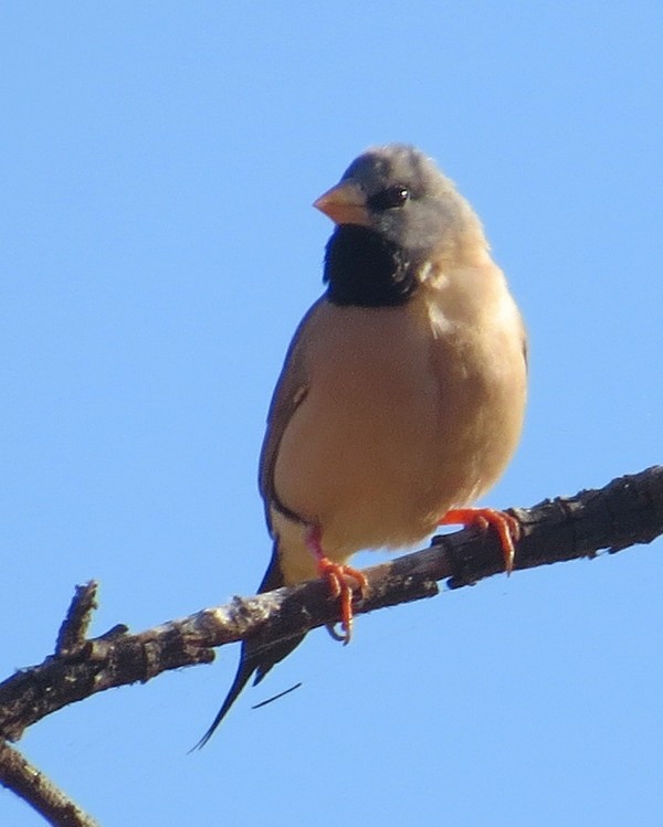Long-tailed Finch - ML308359361