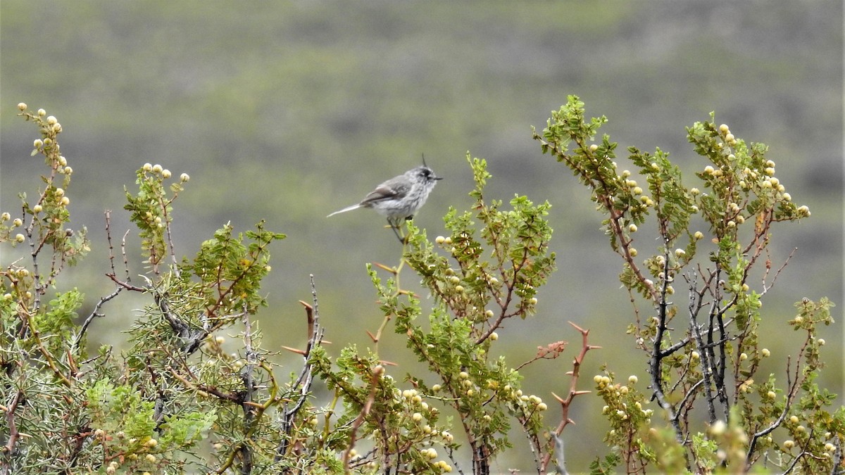 Tufted Tit-Tyrant - Pablo Alejandro Pla