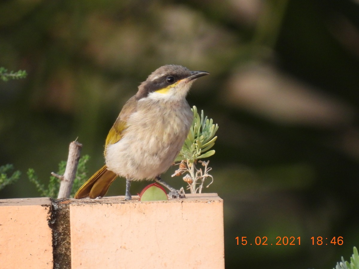 Singing Honeyeater - ML308361171