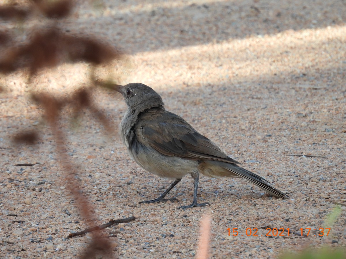Gray Shrikethrush - ML308361191