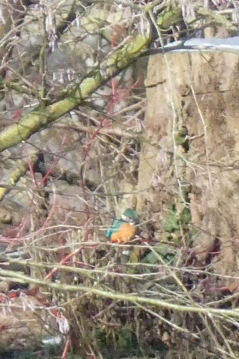 Common Kingfisher - ML308361381